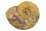 Jurassic Ammonite (Hildoceras?) Fossil - Morocco #289676-1